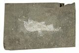 Permian Fossil Fish (Elonichthys) - Germany #218182-1